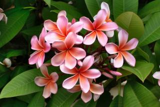 Pink plumeria frangipani