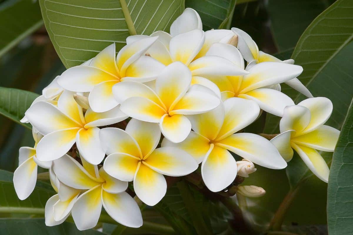 Frangipani flower tree