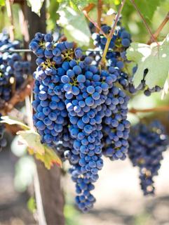 Grapes dangling from the vine.