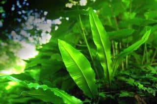 Dreamy fronds of hart's tongue fern