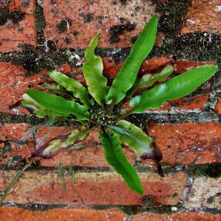 invasive harts tongue fern