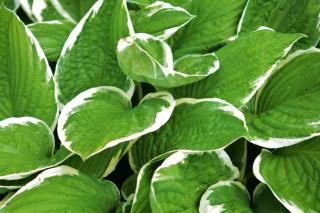 Hosta leaves, green with white rims, in the shade