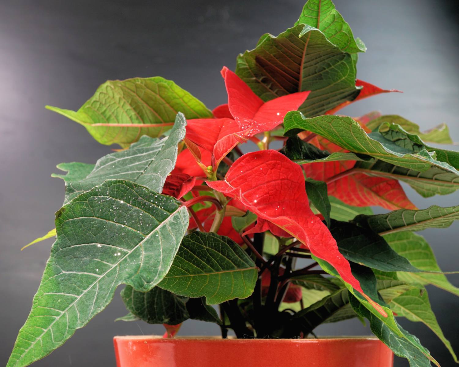 How To Make Poinsettia Red Again After The Christmas Blooming