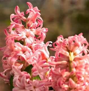 Planting a forced hyacinth outside
