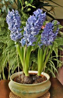 Potted hyacinth, to be transfered outdoors