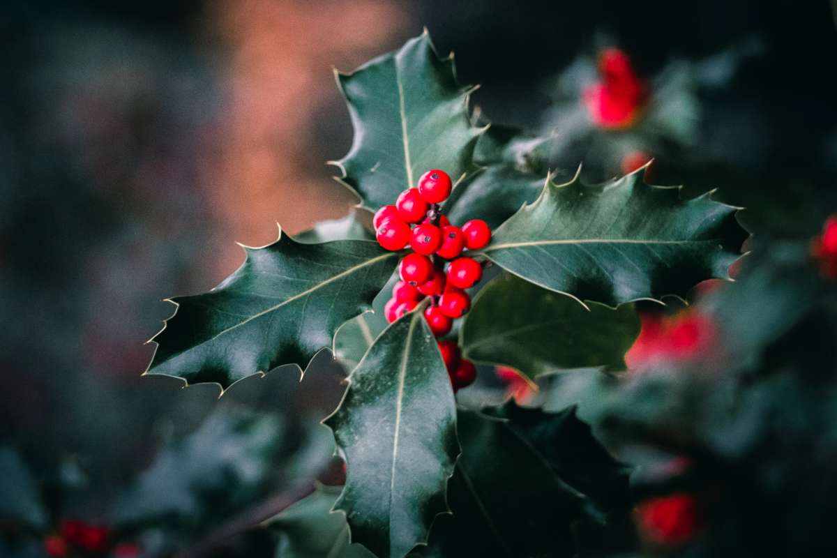 Holly leaves with a cluster of berries