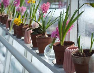 winter indoor flowers