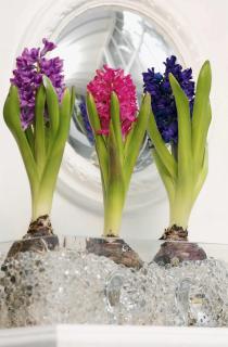 Three blooming hyacinths