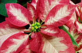Poinsettia flower with white and red petals