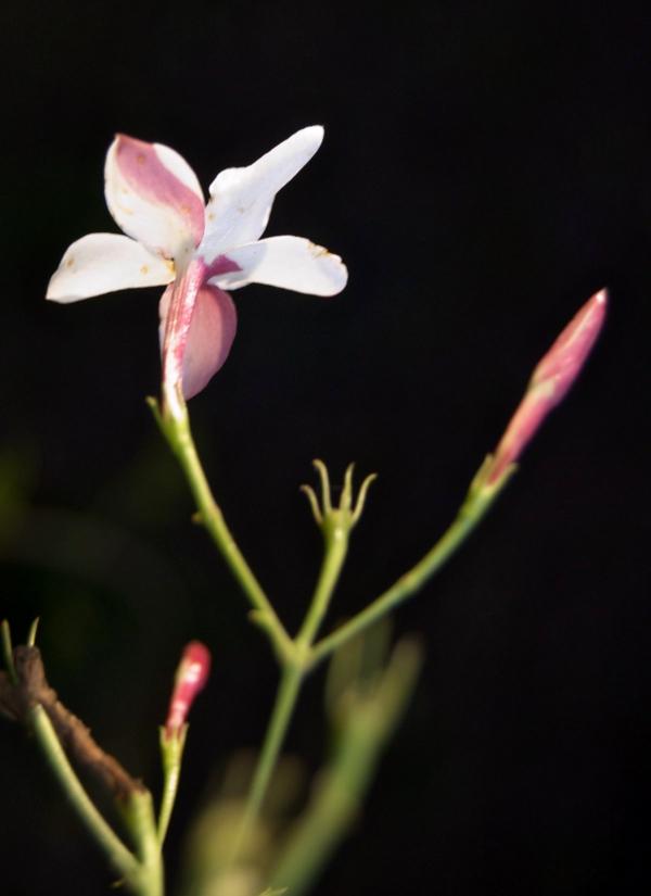 Single white jasmine flower opening from a pink-flushed bud