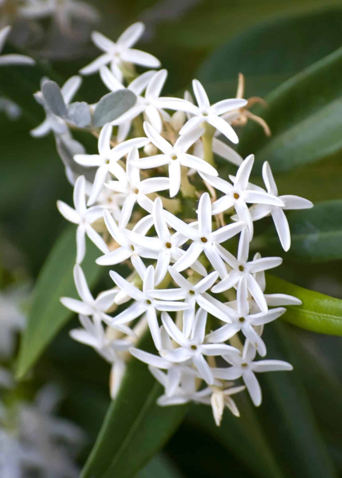Cluster of white jasmine flowers