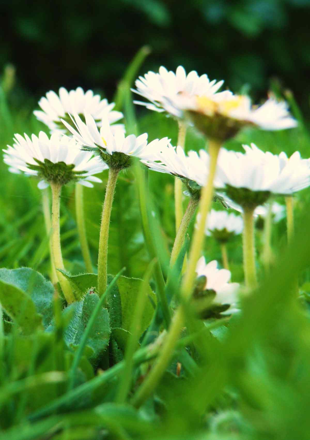 Cute lawn daisies from below