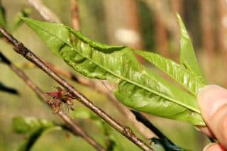 Peach leaf curl symptoms