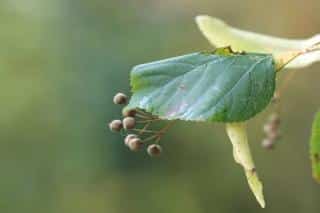 Lime tree basswood leaf and seed pods