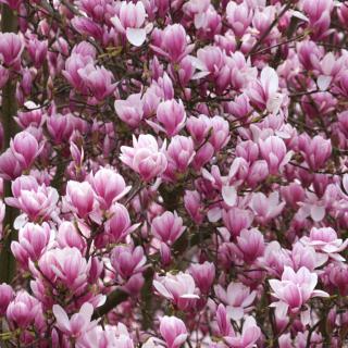 Pink magnolia tree blooming in March