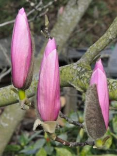 Magnolia care