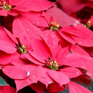 How to turn poinsettia red again