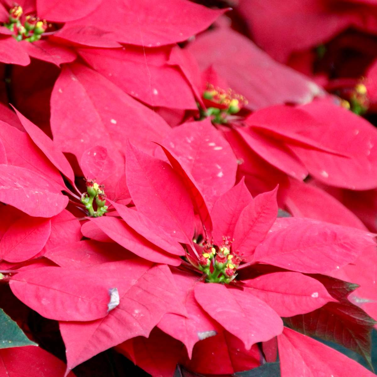 Poinsettia after blooming How to make it red again