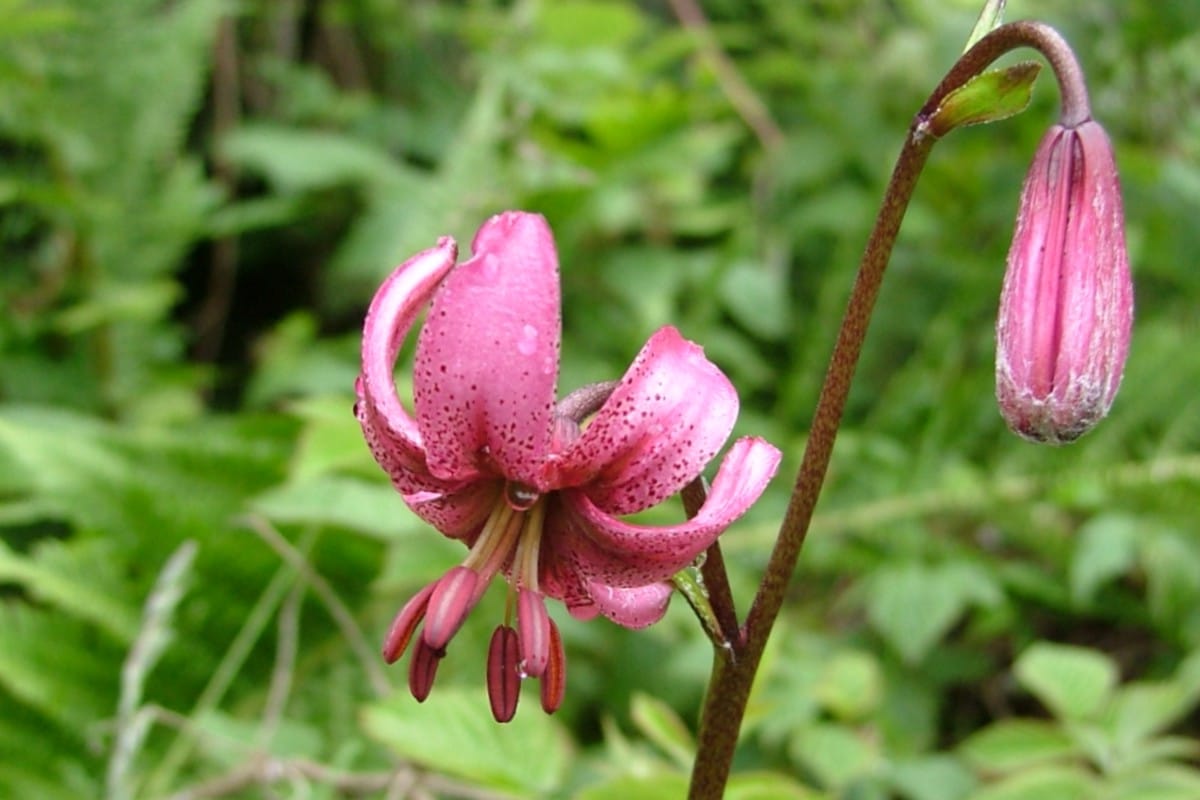 Martagon lily