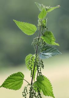 Nettle in full bloom, perfect for making weed tea