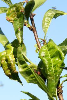 peach leaf curl treatment