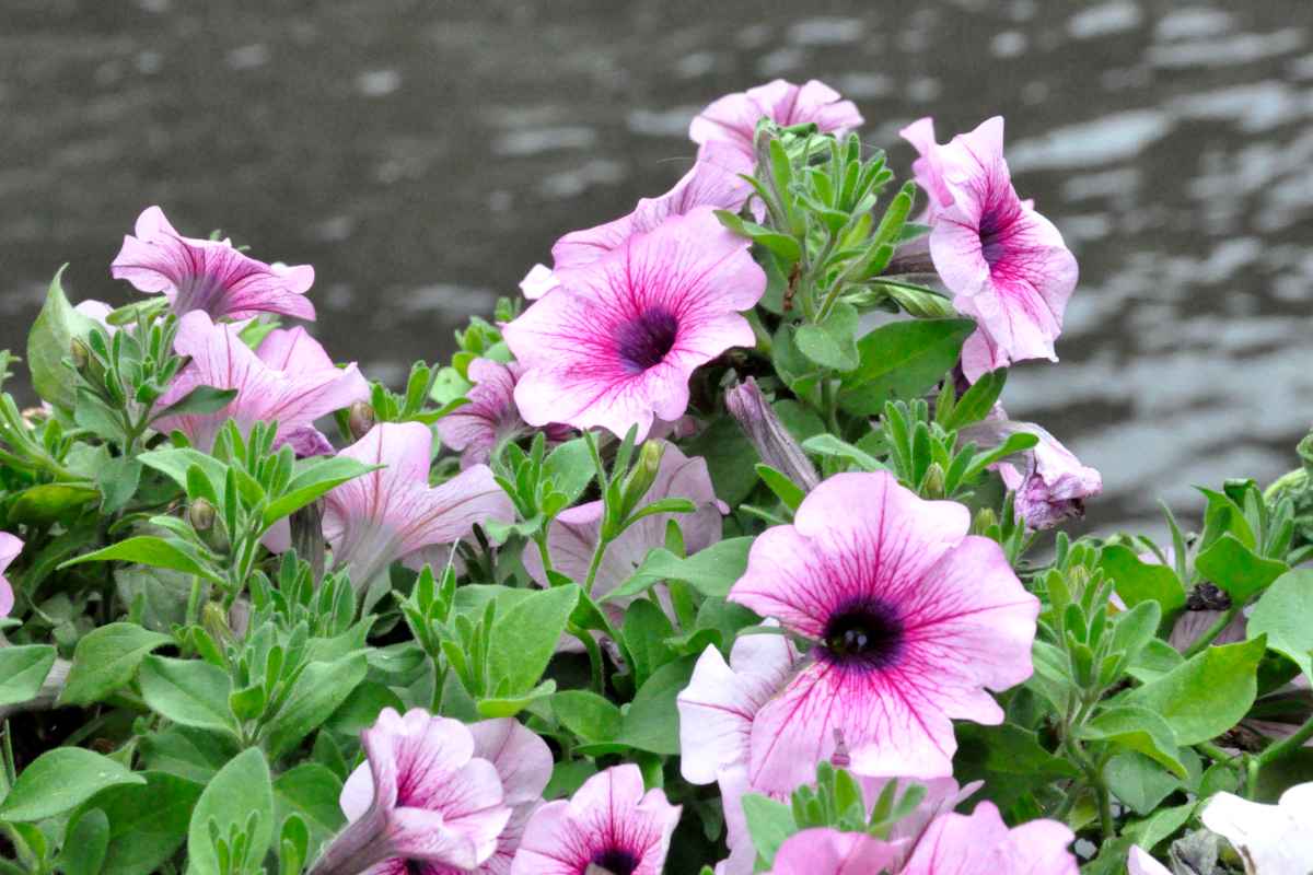 Petunia growing in a pot