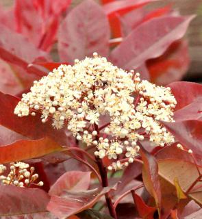 Photinia shrub with a cluster of white flowers in the foreground and bright red leaves in the background.