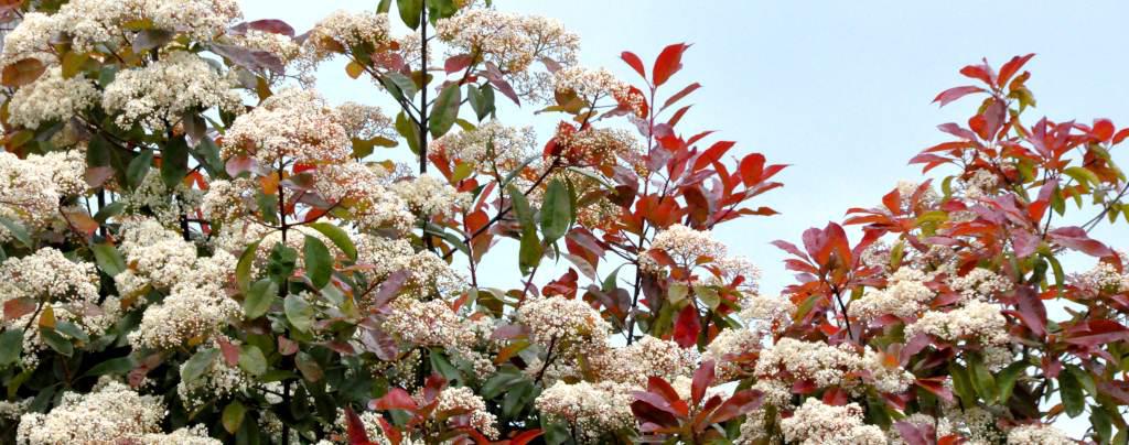 Photinia care is easy, the only important thing to guarantee blooming is pruning and exposure.
