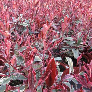 Photinia propagated through cuttings, hundreds of pots.