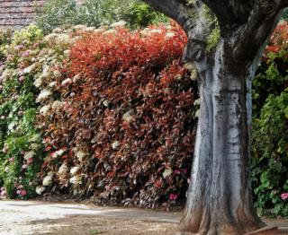 A hedge partially formed with photinia, under a large tree.