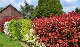 Photinia red robin shrubs as part of a mixed hedge with cherry laurel and hawthorn.