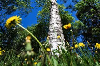 Urinary stones can be prevented with birch and dandelion tea
