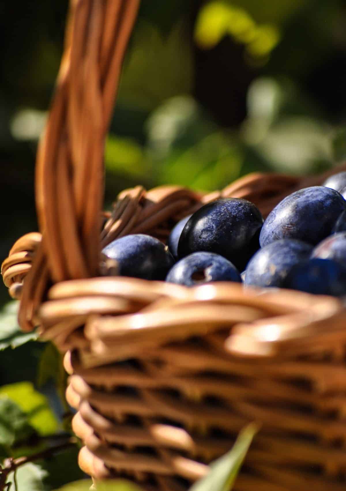 Plum harvest in a basket