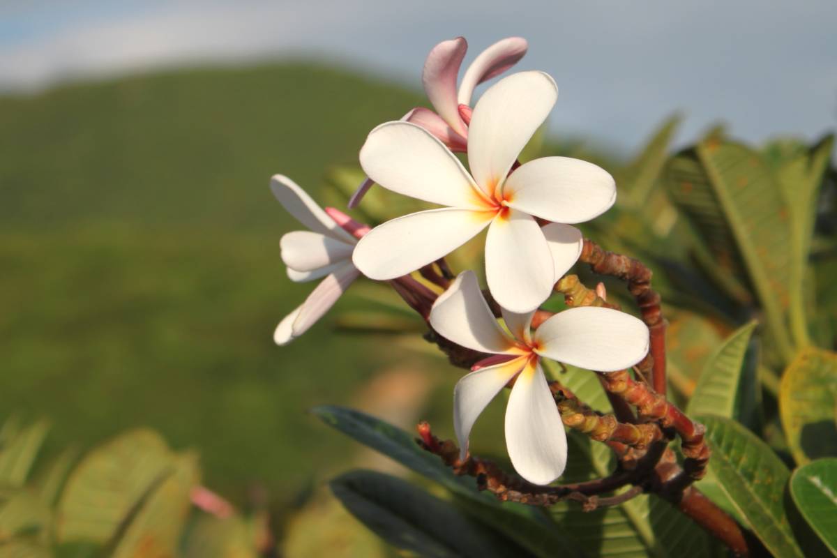 Plumeria flowers