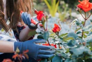 Pruning English roses