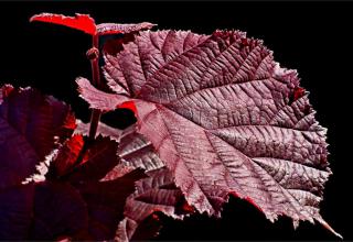 Deep red purple filbert leaf against a pitch black background.