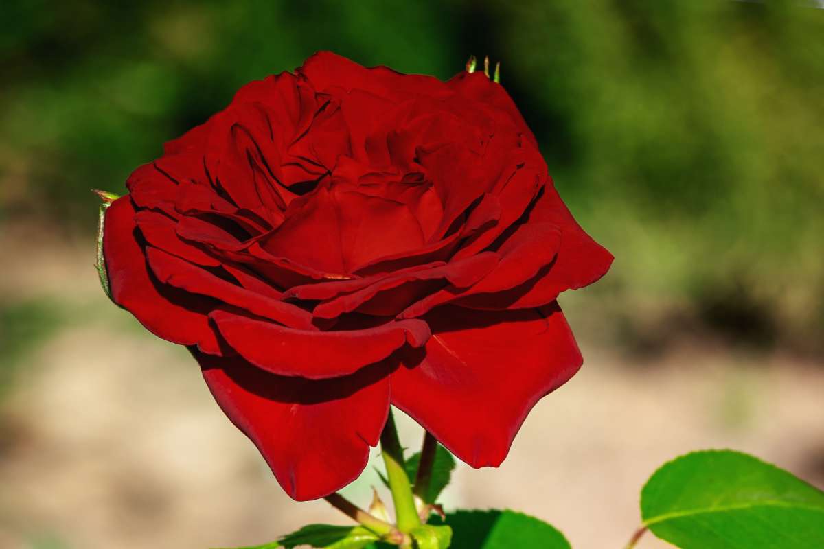 Single red parfum rose