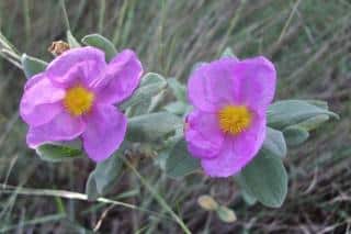 Cistus flowers, or rockrose, blooming against a bed of grasses