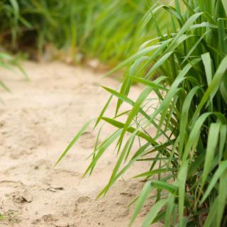 Sandy soil