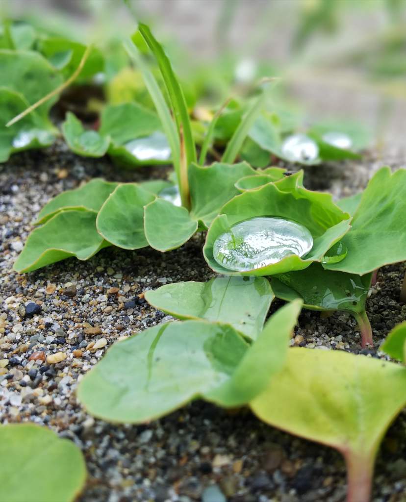 A few plants thrive on sandy soil but most don't.