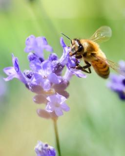 A bee hovers near a lavender flower.