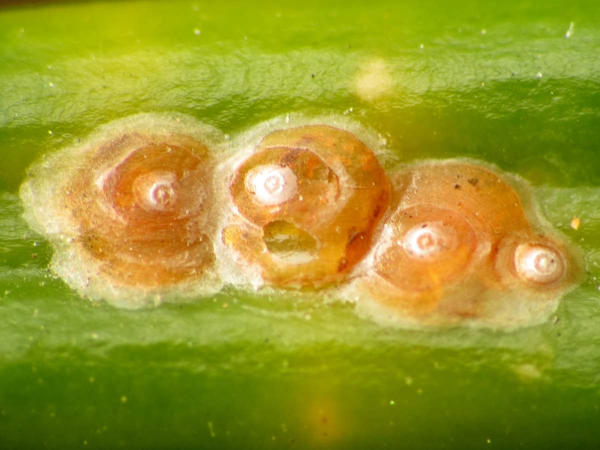 Four armored scale insects on a leaf