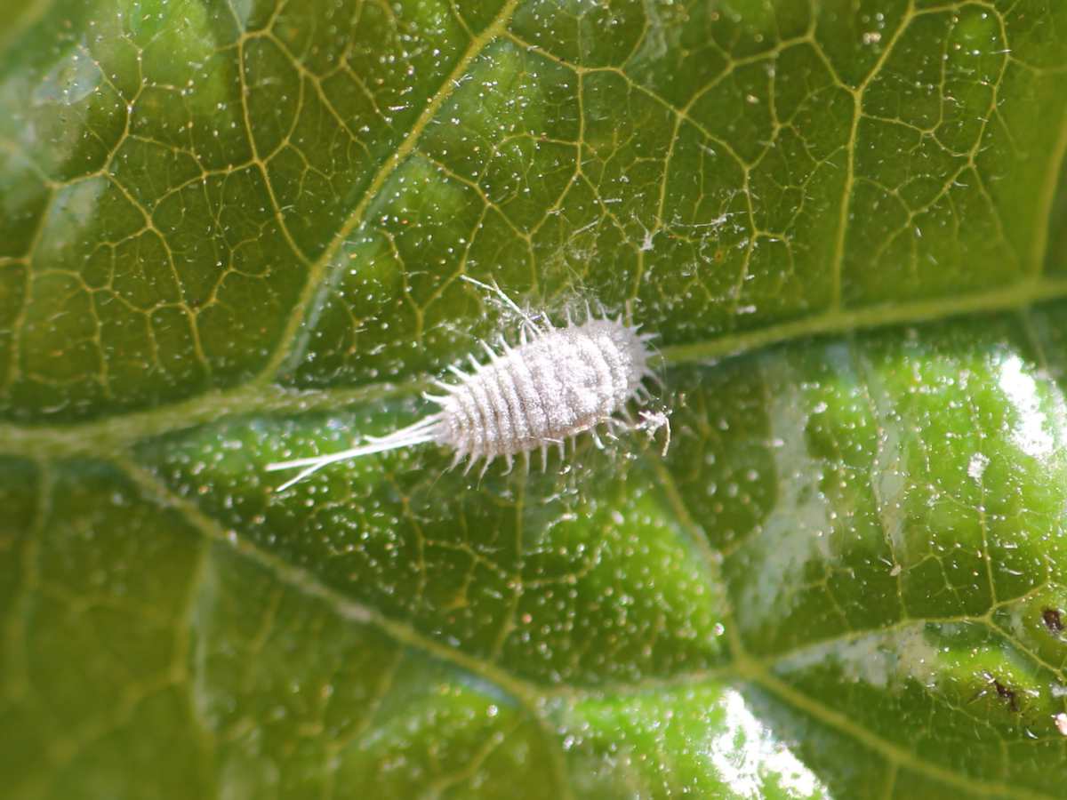 A single mealybug insect on a leaf