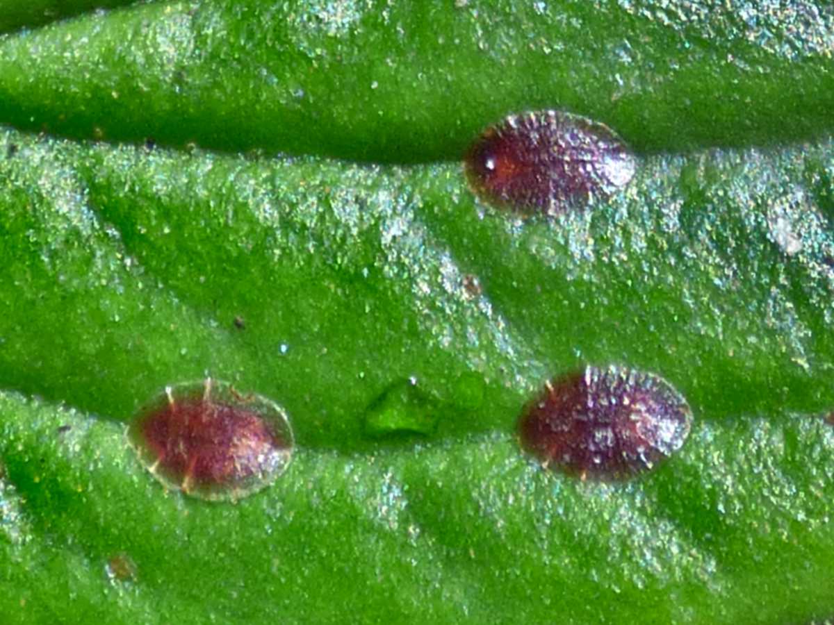 A female soft scale insect on a leaf.