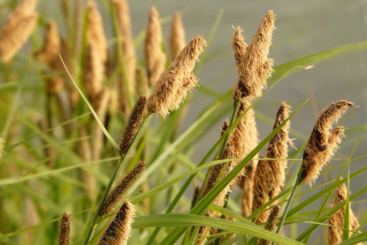 Carex sedge growing near water