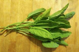 Sorrel on a piece of wood