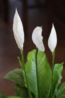spathiphyllum
