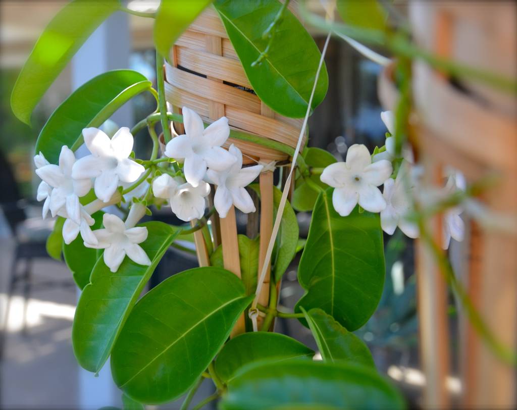 Stephanotis laced into a wickered lattice (torches in this case).