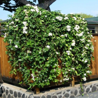 Large stephanotis bush eligible to being transplanted to a pot for the winter.
