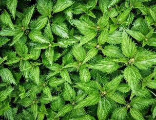 Fermented weed tea prepared from such stinging nettle.